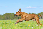 Rhodesian Ridgeback in summer
