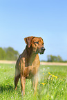 Rhodesian Ridgeback in summer