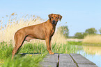 Rhodesian Ridgeback in summer