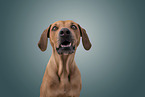 Rhodesian Ridgeback Portrait