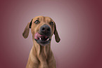 Rhodesian Ridgeback Portrait