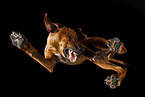 Rhodesian Ridgeback in studio