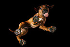 Rhodesian Ridgeback in studio