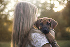 Rhodesian Ridgeback Puppy