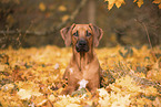 young Rhodesian Ridgeback