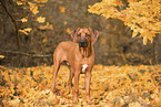 young Rhodesian Ridgeback