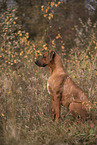 young Rhodesian Ridgeback