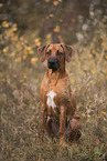 young Rhodesian Ridgeback