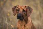 young Rhodesian Ridgeback