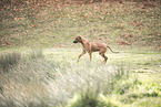 young Rhodesian Ridgeback