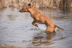 young Rhodesian Ridgeback