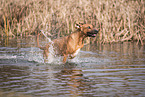 young Rhodesian Ridgeback