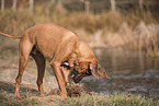 young Rhodesian Ridgeback