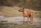 young Rhodesian Ridgeback