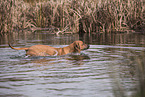 young Rhodesian Ridgeback