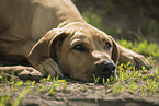 Rhodesian Ridgeback