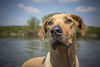 Rhodesian Ridgeback
