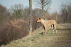 Rhodesian Ridgeback