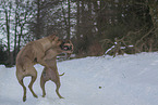 2 Rhodesian Ridgebacks