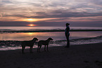 2 Rhodesian Ridgebacks