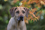 Rhodesian Ridgeback
