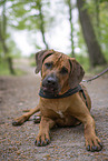 Rhodesian Ridgeback