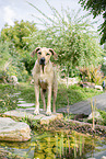 Rhodesian Ridgeback