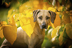 Rhodesian Ridgeback