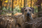 Rhodesian Ridgeback