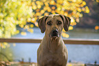 Rhodesian Ridgeback