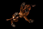 Rhodesian Ridgeback in Studio