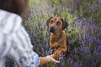 adult Rhodesian Ridgeback