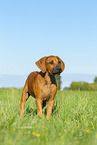 Rhodesian Ridgeback Puppy