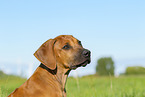 Rhodesian Ridgeback Puppy