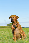 2 Rhodesian Ridgebacks