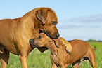 2 Rhodesian Ridgebacks