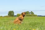 2 Rhodesian Ridgebacks