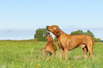 2 Rhodesian Ridgebacks