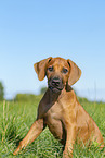 Rhodesian Ridgeback Puppy