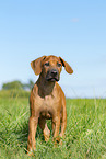 Rhodesian Ridgeback Puppy