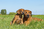 2 Rhodesian Ridgebacks