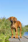 Rhodesian Ridgeback Puppy