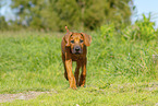 Rhodesian Ridgeback Puppy