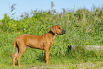 Rhodesian Ridgeback Puppy