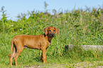 Rhodesian Ridgeback Puppy