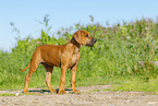 Rhodesian Ridgeback Puppy