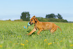 Rhodesian Ridgeback Puppy