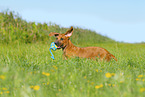 Rhodesian Ridgeback Puppy