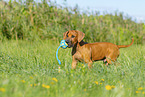 Rhodesian Ridgeback Puppy