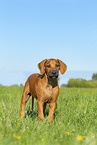 Rhodesian Ridgeback Puppy